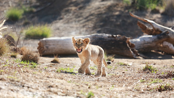 predador, pequeno, bebê, boca, filhote, gato selvagem, leão, HD papel de parede