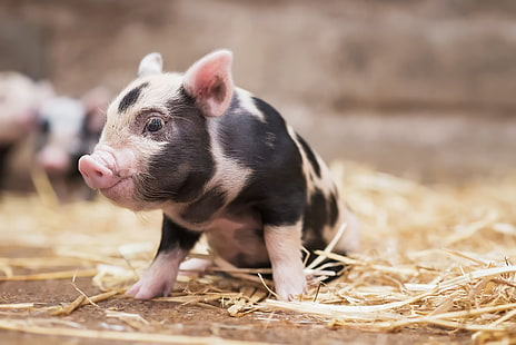 baby animals, animals, pigs, HD wallpaper HD wallpaper