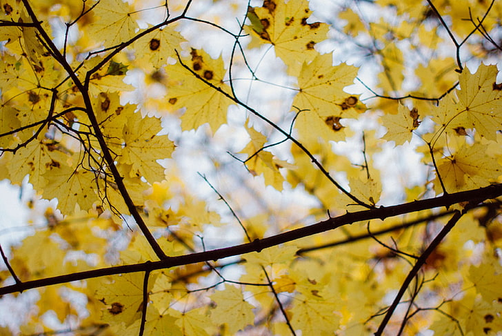 outono, folhas, natureza, árvore, HD papel de parede