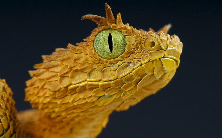 brown bearded dragon, closeup photo of beige snake, snake, yellow, wildlife, macro, eyes, reptiles, vipers, HD wallpaper
