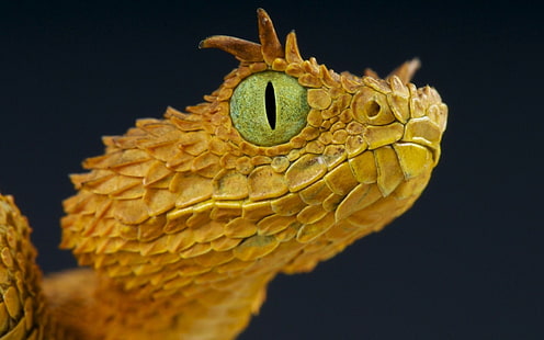 brun skäggig drake, närbild foto av beige orm, orm, gul, vilda djur, makro, ögon, reptiler, huggorm, HD tapet HD wallpaper