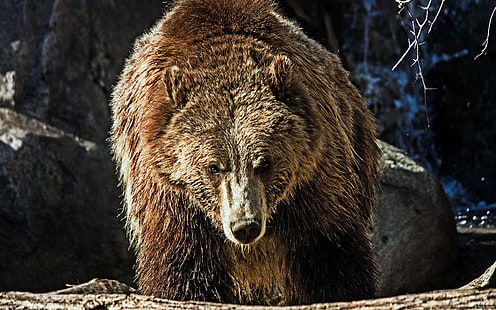 곰 동물-Windows 10 바탕 화면, 그리즐리 베어, HD 배경 화면 HD wallpaper