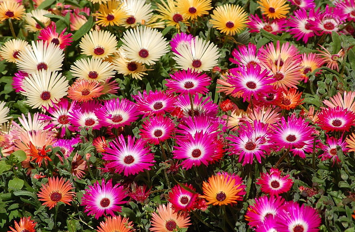 flores de plantas de hielo amarillas, anaranjadas y rosadas, aptenii, flor, macizo de flores, brillante, colorido, Fondo de pantalla HD