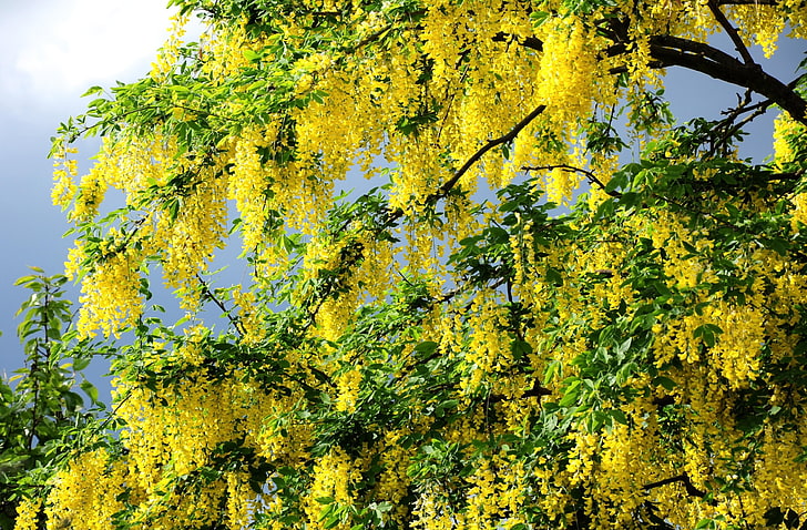 Paling Bagus 28 Gambar Bunga Akasia  Kuning Gambar Bunga  HD
