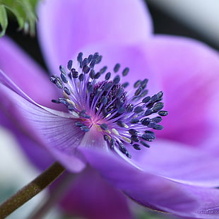 fioletowy kwiat makro fotografia, Anémone, fioletowy kwiat, makro, fotografia, fleur, słupek, niebieskie kwiaty, natura, roślina, kwiat, fioletowy, zbliżenie, makro, płatek, piękno w naturze, głowa kwiatu, botanika, Tapety HD HD wallpaper