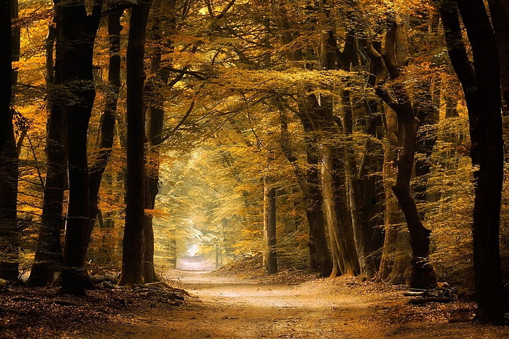 nature, photography, landscape, path, forest, fall, yellow, dirt road, trees, fairy tale, HD wallpaper