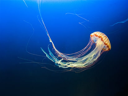 yellow jellyfish wallpaper, jellyfish, underwater world, tentacles, swim, ocean, HD wallpaper HD wallpaper