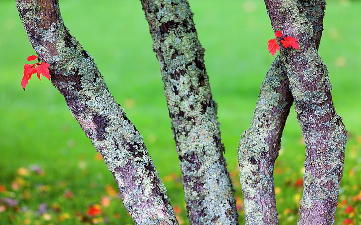 хостинг лишайников-растение HD Wallpaper, красное лиственное дерево, HD обои