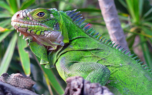 Green Iguana บนวอลล์เปเปอร์สาขาสำหรับพีซีแท็บเล็ตและมือถือดาวน์โหลด 1920 × 1200, วอลล์เปเปอร์ HD HD wallpaper