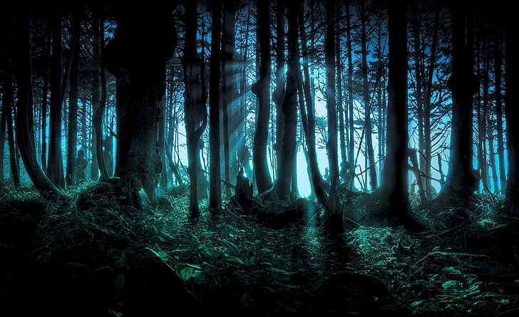 Mysterious Forest, forest trees, Nature, Forests, Forest, mysterious forest, HD wallpaper