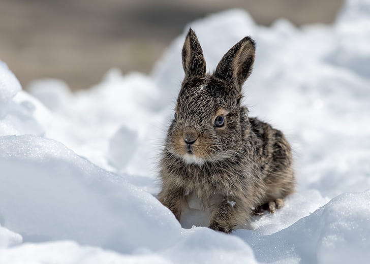 природа, животни, бозайници, сняг, зима, зайци, HD тапет