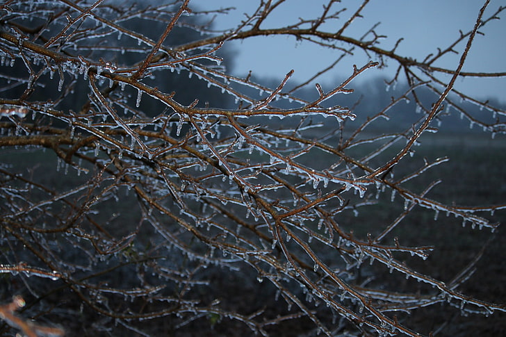 Winter, Frost, HD-Hintergrundbild