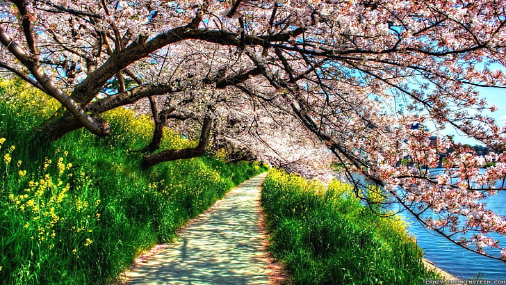 spring, path, tree, blossom, bloom, nature, plant, flower, cherry blossom, branch, sky, grass, HD wallpaper