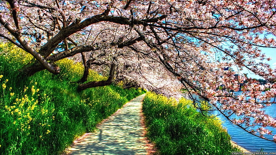 Frühling, Pfad, Baum, Blüte, Blüte, Natur, Pflanze, Blume, Kirschblüte, Zweig, Himmel, Gras, HD-Hintergrundbild HD wallpaper
