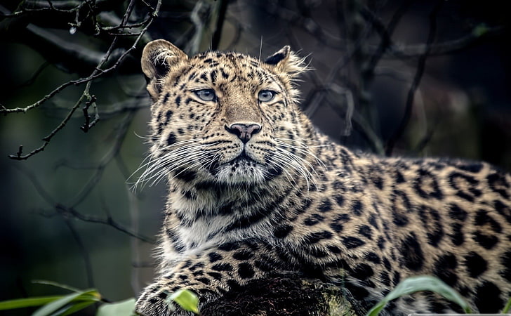 бял и черен леопардов принт текстил, леопард, леопард (животно), HD тапет