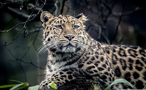 бял и черен леопардов принт текстил, леопард, леопард (животно), HD тапет HD wallpaper