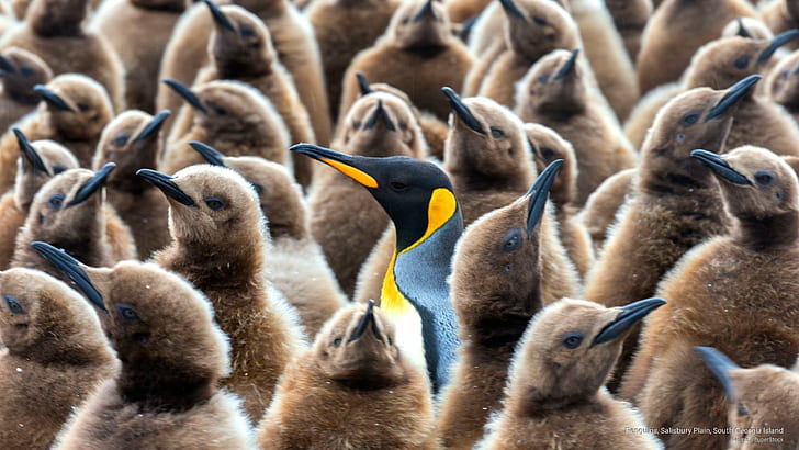 Penguins, Salisbury Plain, South Georgia Island, Birds, HD wallpaper