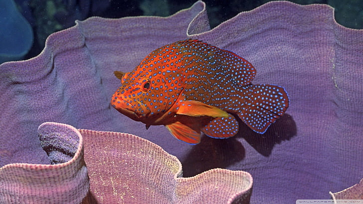 fish, coral, HD wallpaper