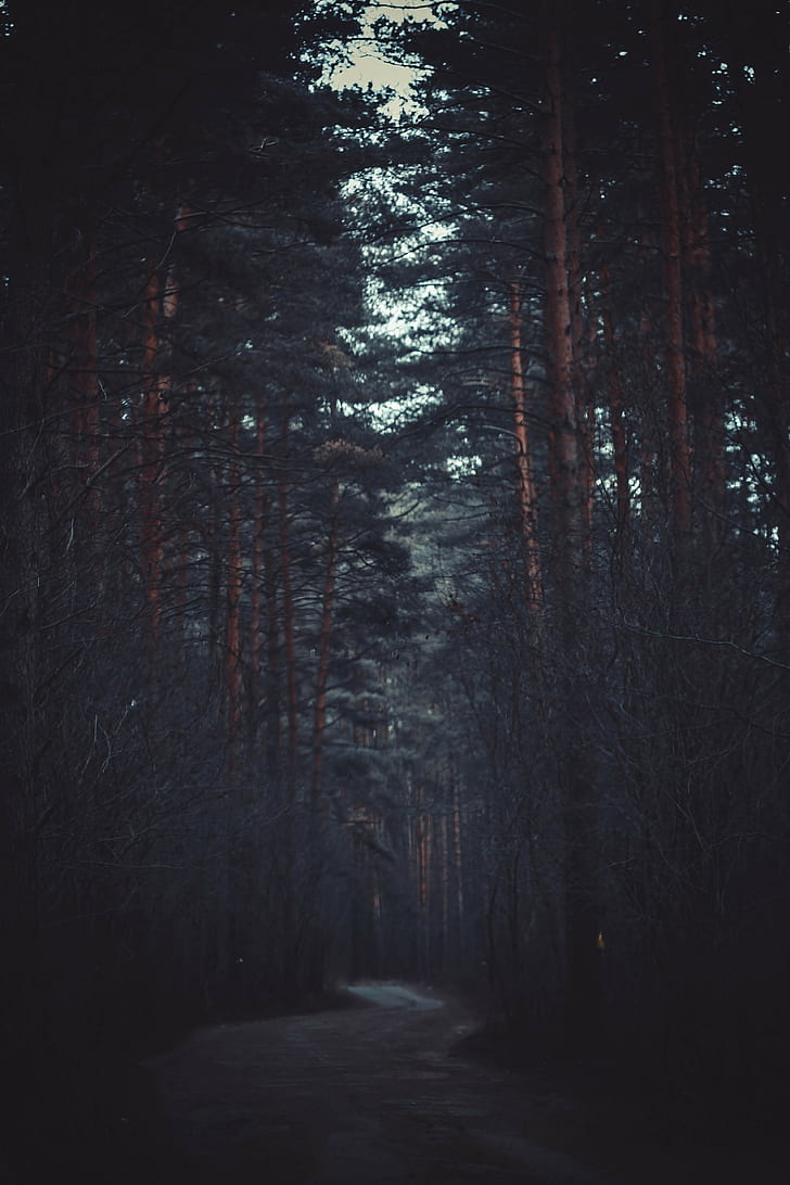 brauner Baumstamm, Wald, Bäume, HD-Hintergrundbild, Handy-Hintergrundbild