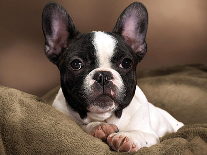 бяло и черно френско булдог кученце, куче, муцуна, булдог, петнисто, HD тапет HD wallpaper
