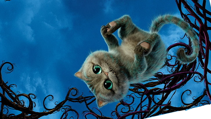 latar belakang gambar cantik kucing Cheshire, Wallpaper HD