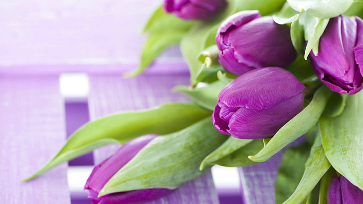 tulipas, flores, 4k, HD papel de parede