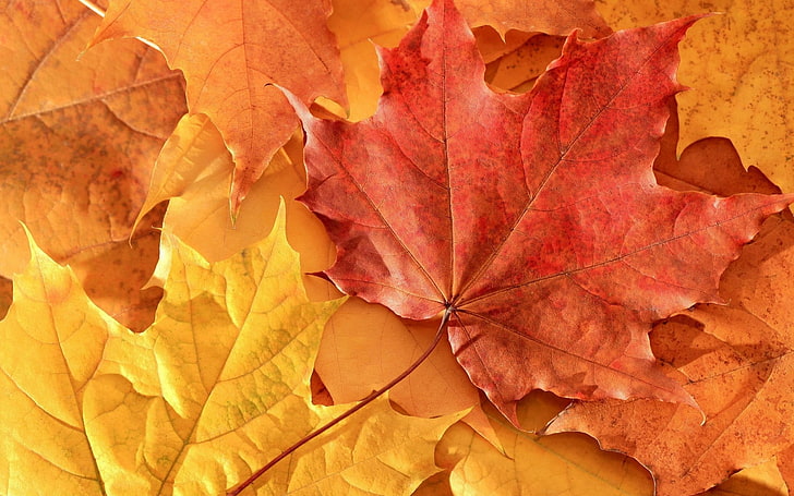 red maple leaves, macro, nature, maple leaves, leaves, fall, HD wallpaper