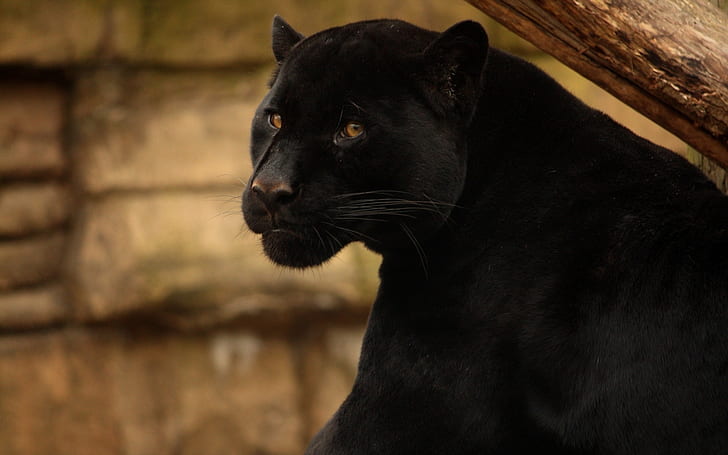 Pantera negra bonita, pantera preta, pantera preta, gato selvagem, HD papel de parede