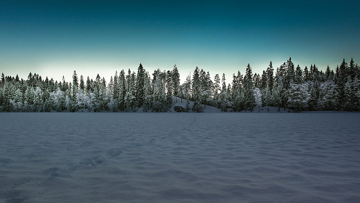 landscape, winter, snow, trees, forest, HD wallpaper