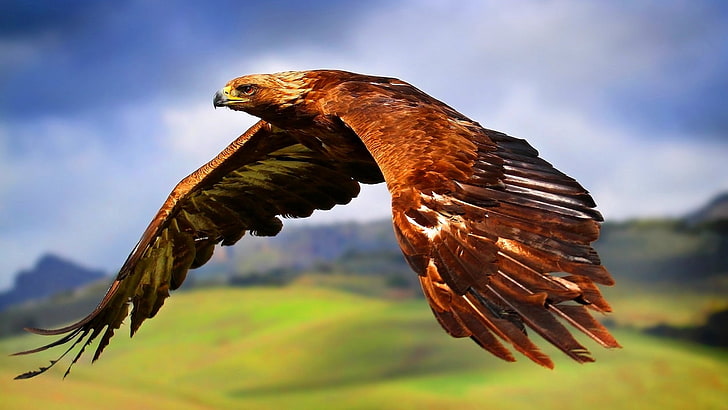 природа, животные, птицы, полет, пейзаж, глубина резкости, орел, перья, крылья, холмы, HD обои