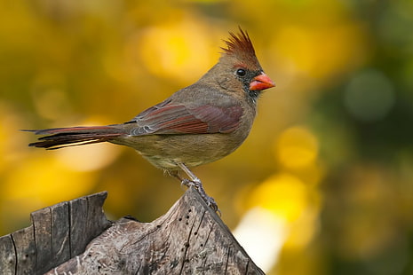 nature, animals, birds, Cardinals, HD wallpaper HD wallpaper