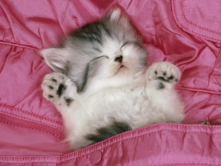 眠っている虎猫猫子猫キティペットピンクポケット甘いHD、動物、動物、猫、ピンク、子猫、甘い、ペット、子猫、眠っている、虎猫、ポケット、 HDデスクトップの壁紙