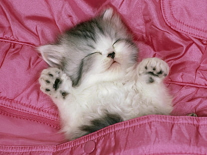 addormentato tabby animale gatto gattino gattino Pet rosa tasca dolce HD, animali, animale, gatto, rosa, gattino, dolce, animale domestico, gattino, addormentato, tabby, tasca, Sfondo HD HD wallpaper