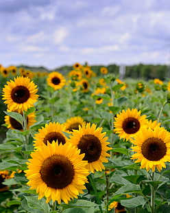 sonnenblumenfeld, sonnenblumen, sonnenblumen, sonnenblumen, sonnenblume, feld, landwirtschaft, gelb, natur, sommer, blume, ländliche szene, pflanze, himmel, im freien, bauernhof, wachstum, HD-Hintergrundbild HD wallpaper