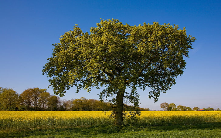 grünblättriger Baum, Baum, einsam, Feld, Sommer, Krone, Mittag, HD-Hintergrundbild