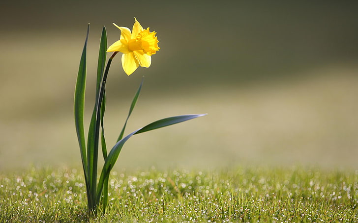 yellow daffodil flower, grass, flowers, nature, yellow, HD wallpaper