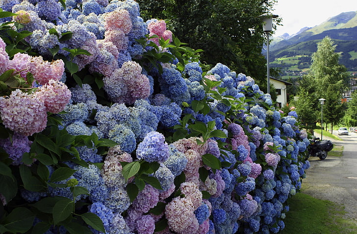 hortensje różowe i fioletowe, hortensja, kwiat, krzew, ściana, zieleń, Tapety HD