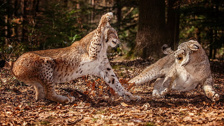 two cats, snow leopards, leaves, grass, fight, HD wallpaper