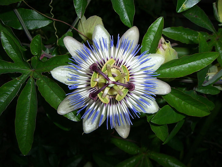 fleur blanche et bleue, passion, fleur, vert, feuilles, Fond d'écran HD
