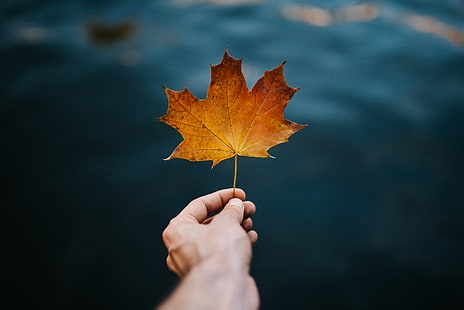 klon, liść, ręka, jesień, rozmycie, Tapety HD HD wallpaper