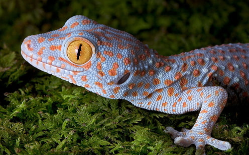 djur natur gecko gula ögon hud makro reptil, HD tapet HD wallpaper