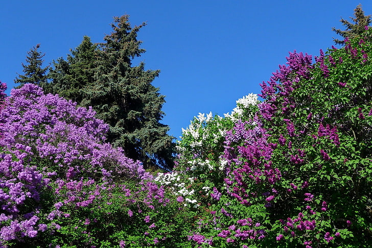 purple flowers, lilacs, bloom, nature, spring, sky, HD wallpaper