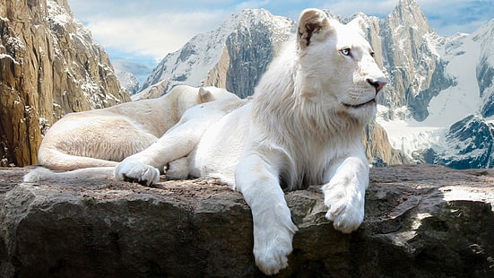 león blanco, león, montañas, nieve, animal salvaje, fauna, animales, Fondo de pantalla HD HD wallpaper