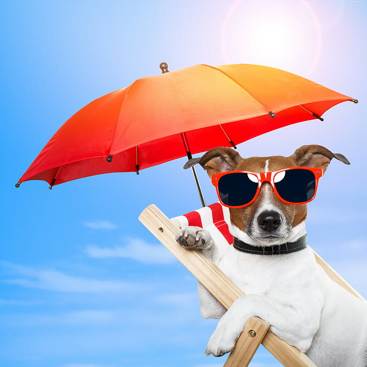 pet, 4k, sun, animal, 8k, sky, Dog, sunglasses, 5k, beach, umbrella, summer, vacation, puppy, HD wallpaper