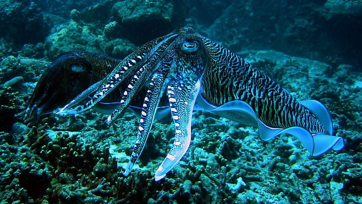 Cuttlefish Blue Rings Thailand Andaman Sea Hd Desktop Wallpaper 1920×1080, HD wallpaper