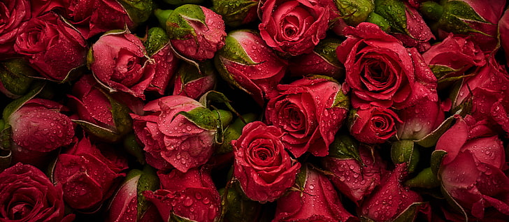 rote Rose, Blumen, Hintergrund, Rosen, rot, Knospen, frisch, natürlich, HD-Hintergrundbild
