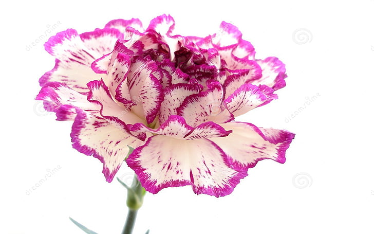 Flower Purple Carnation 863, HD wallpaper