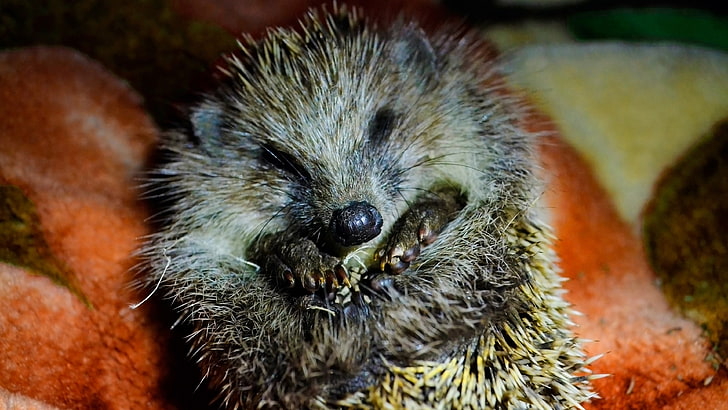 hedgehog pet image, HD wallpaper
