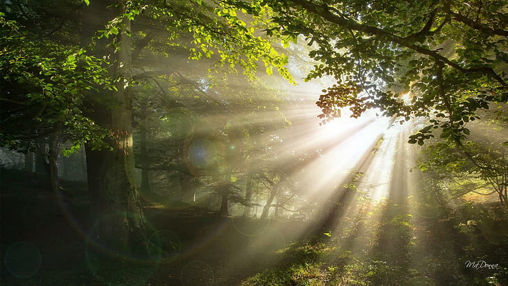 Bright Shiny Morning Woods, foto yang diperkuat, kayu, sinar matahari, sinar, tenang, daun, musim semi, pohon, hutan, ketenangan, cahaya, balok, pagi, malam, Wallpaper HD