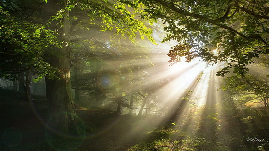 Bright Shiny Morning Woods, foto yang diperkuat, kayu, sinar matahari, sinar, tenang, daun, musim semi, pohon, hutan, ketenangan, cahaya, balok, pagi, malam, Wallpaper HD HD wallpaper